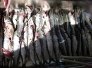 sardimoules_153